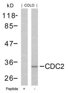 CDK1 (Ab-161) antibody