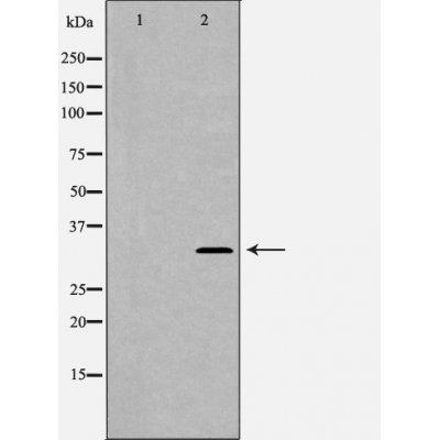 CDK1/CDC2 Antibody