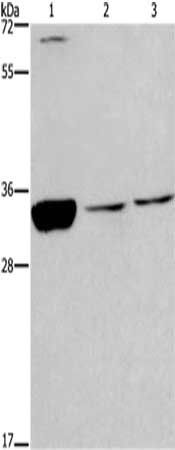 CDK1 Antibody
