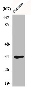 CDK1 Antibody