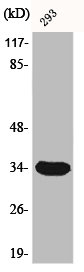 CDK1 Antibody