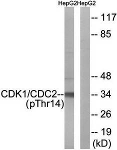 CDK1/CDC2 (Phospho-Thr14) Antibody