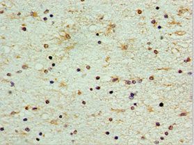 CDK10 Antibody