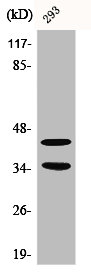 CDK10 antibody