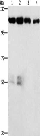 CDK11B antibody