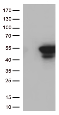 CDK15 Antibody