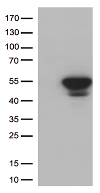 CDK15 Antibody