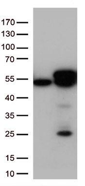 CDK15 Antibody