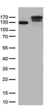 CDK15 Antibody
