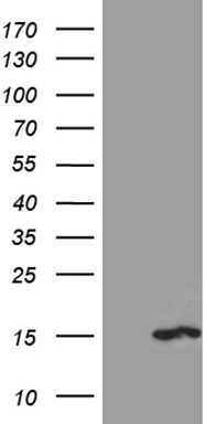 CDK15 Antibody