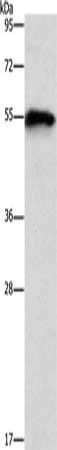 CDK19 antibody