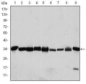 CDK1 Antibody