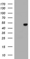 CDK2 Antibody