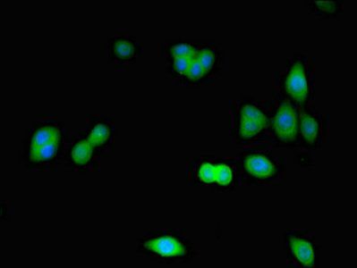 CDK2 Antibody