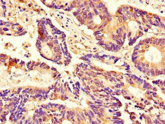 CDK2 Antibody