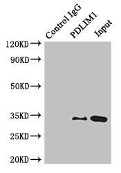 CDK2 Antibody