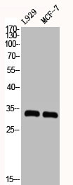 CDK2 Antibody