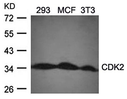 CDK2 Rabbit Polyclonal Antibody