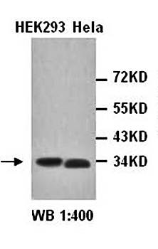 Cdk2 Rabbit Polyclonal Antibody