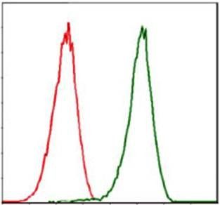 CDK2 Antibody