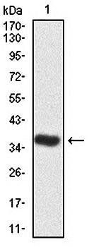 CDK2 Antibody