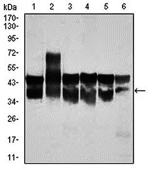 CDK2 Antibody