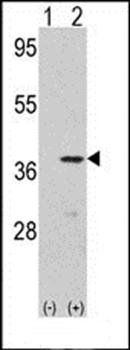 CDK3 antibody