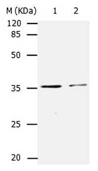 CDK4 Antibody
