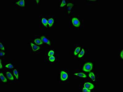 CDK5 Antibody