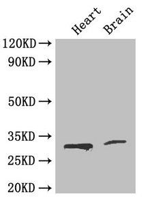 CDK5 Antibody