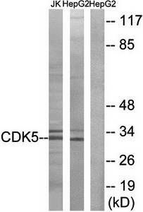 CDK5 (Ab-15) Antibody