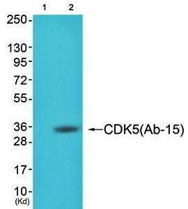 CDK5 (Ab-15) Antibody