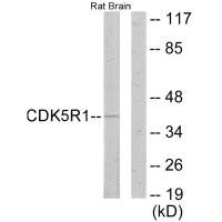 CDK5R1 antibody