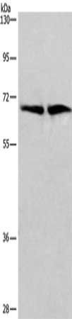 CDK5RAP3 Antibody