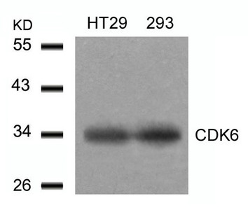 CDK6 (Ab-24) antibody