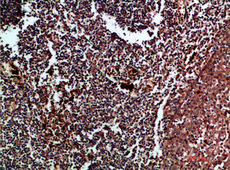 CDK6 Antibody