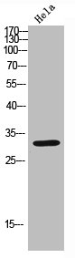 CDK6 antibody