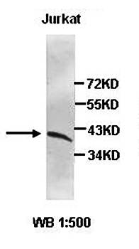 CDK6 Rabbit Polyclonal Antibody