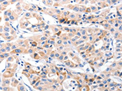 CDK7 Antibody