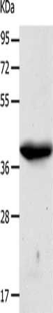 CDK7 Antibody