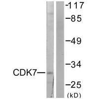 CDK7 antibody