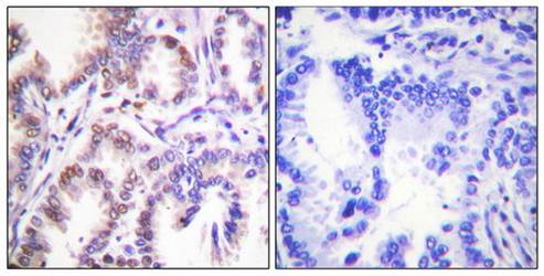 CDK7 Antibody