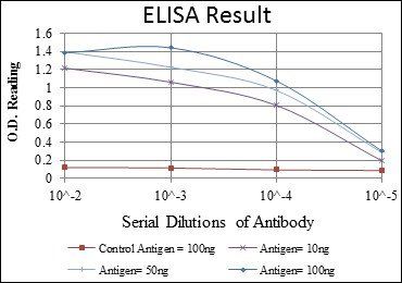 CDK9 Antibody