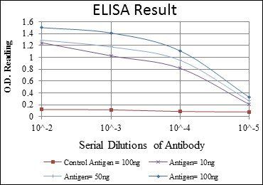 CDK9 Antibody