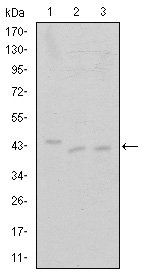 CDK9 Antibody