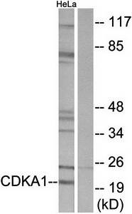 CDKAP1 Antibody
