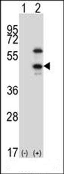 CDKL1 antibody