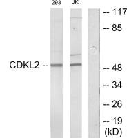 CDKL2 Antibody