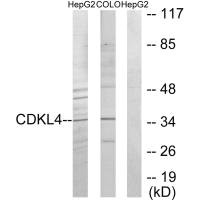 CDKL4 antibody