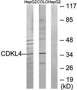 CDKL4 Antibody
